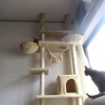 ロシ子とアビのすけ。