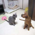 ロシ子とアビのすけ。