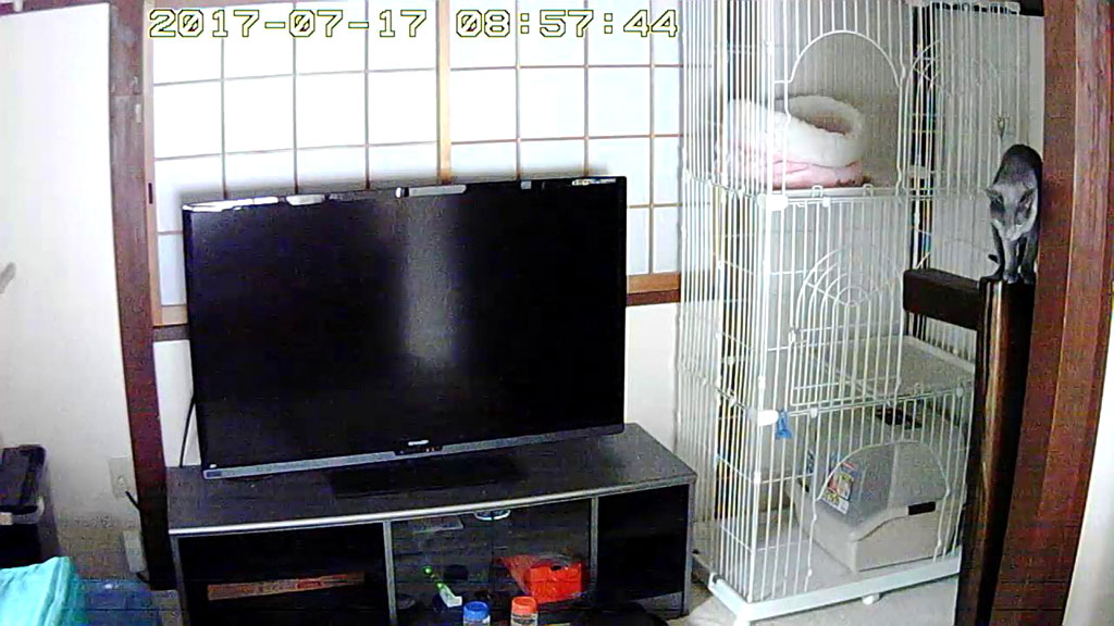 かわいいロシ子ちゃん。