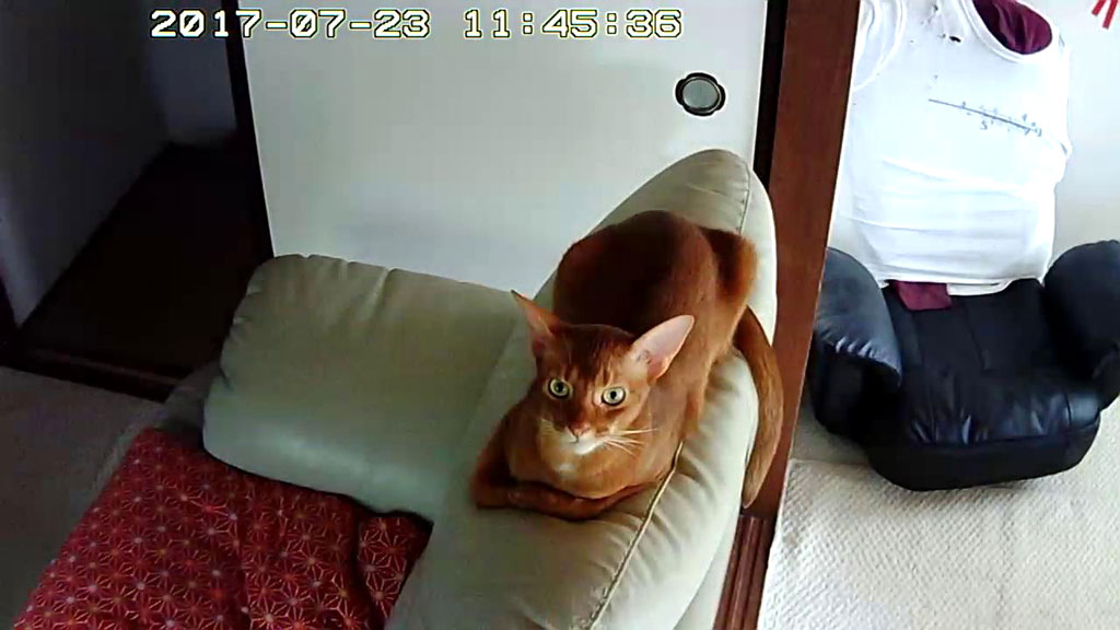 キラッとアビのすけ。