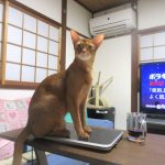 お茶目なアビのすけ。