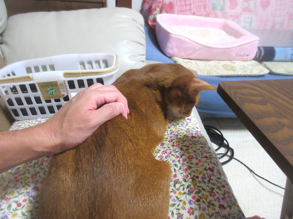 アビのすけを撫で撫で。