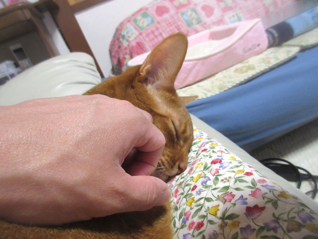 うっとりするアビのすけ。