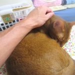 すり寄って来るロシ子。