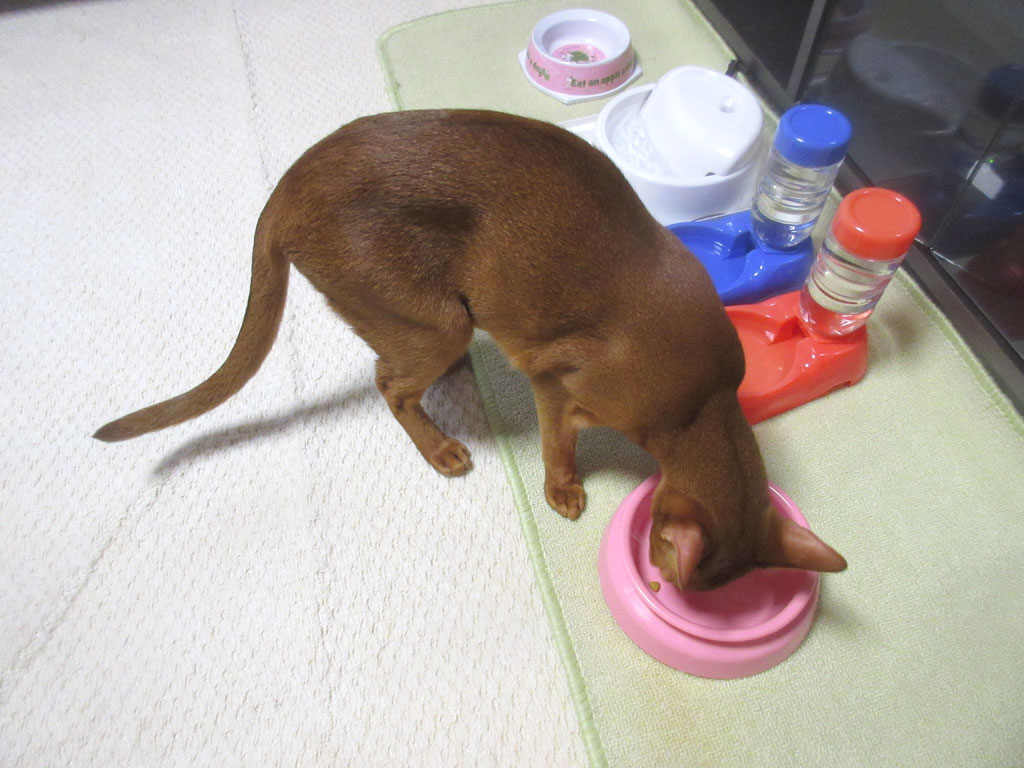 お利口さんなアビのすけ。