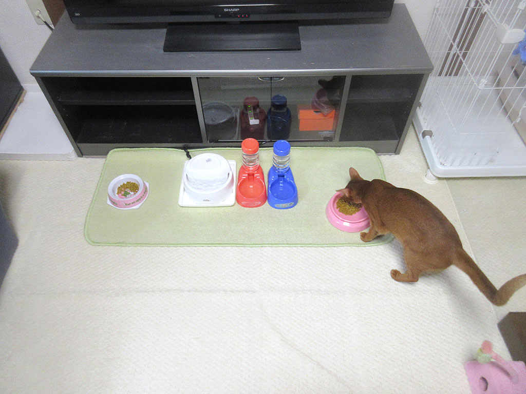 渋々、食べ始めたアビのすけ。