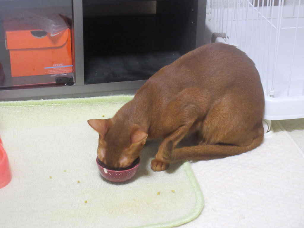 食い散らかすアビのすけ。