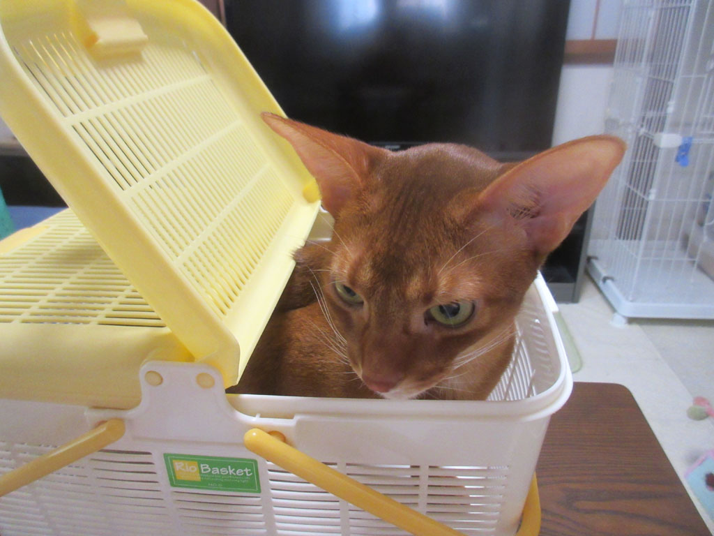 体重測定後のアビのすけ。