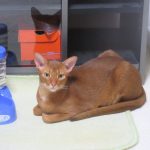 美猫なアビのすけ君。