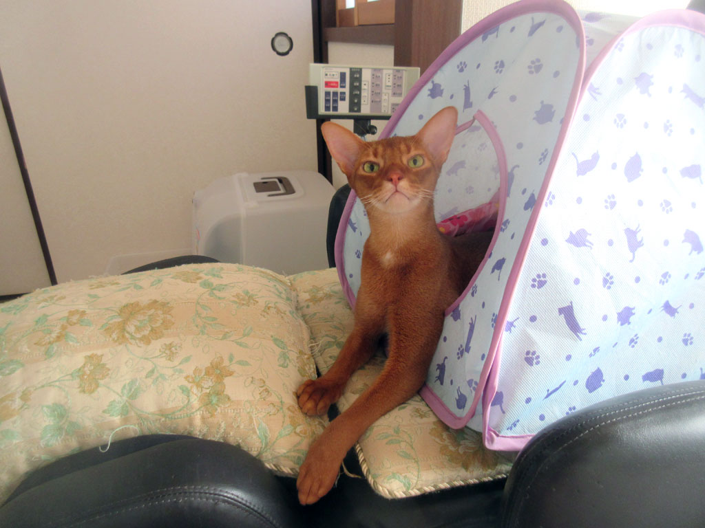 おとぼけボーイのアビのすけ。