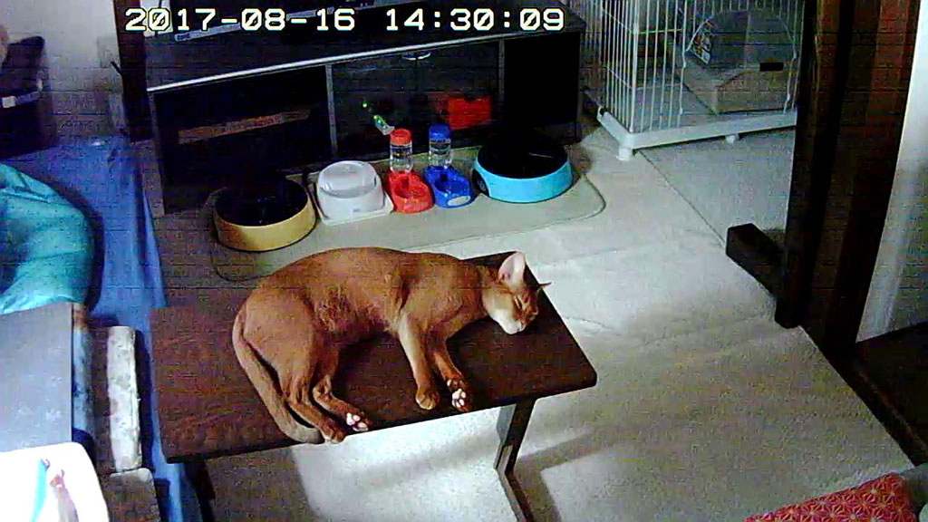 安眠したアビのすけ。