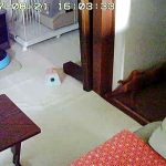 病院への行く前のアビのすけ。