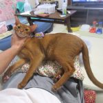 アビのすけのお世話の様子。