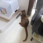 朝から元気なアビのすけ。