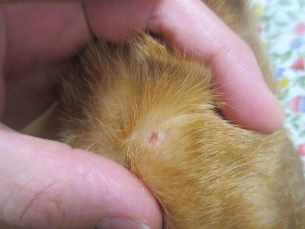 かさぶた化している。