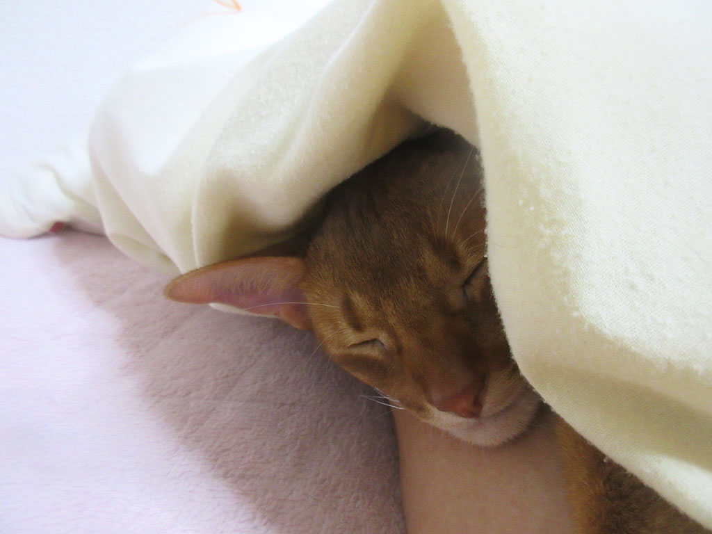 気持ち良さそうなアビのすけ。