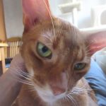 アビのすけの写真のネタ切れ。