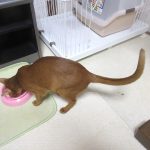 元気にご飯を食べるアビのすけ。