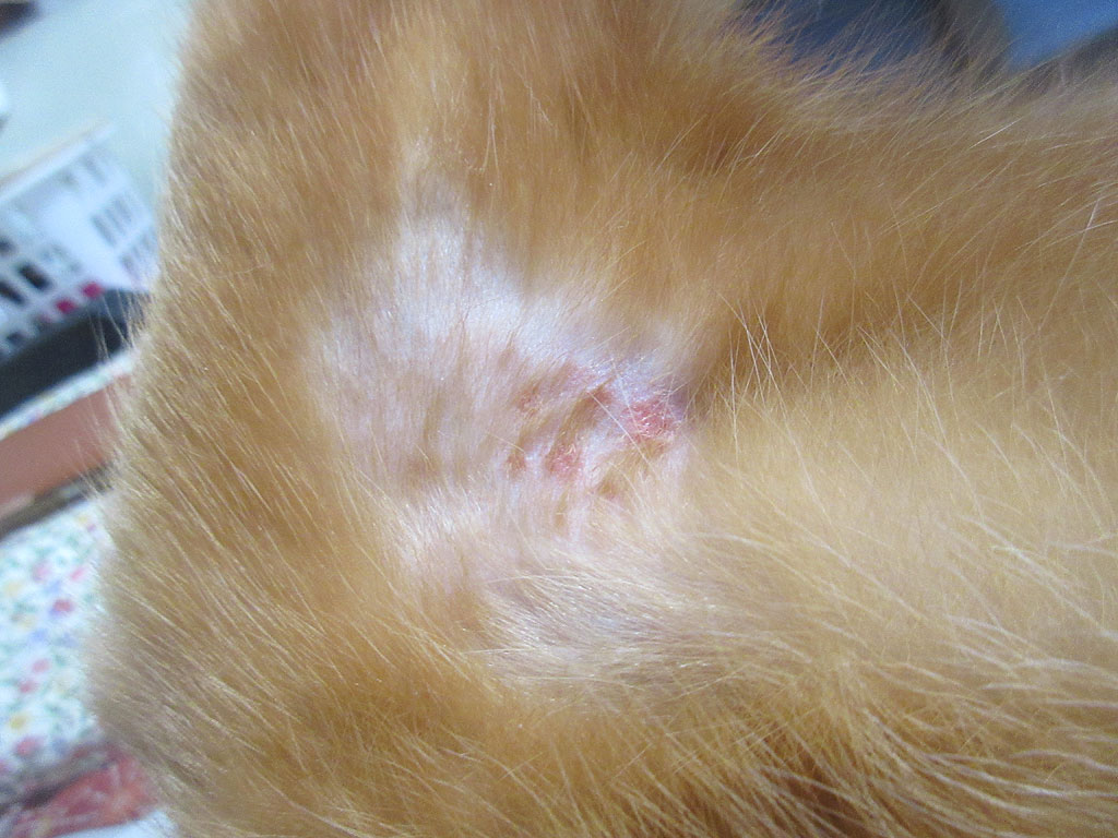 アビのすけの皮膚炎のビフォー。