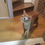 元気いっぱいのアビのすけ。