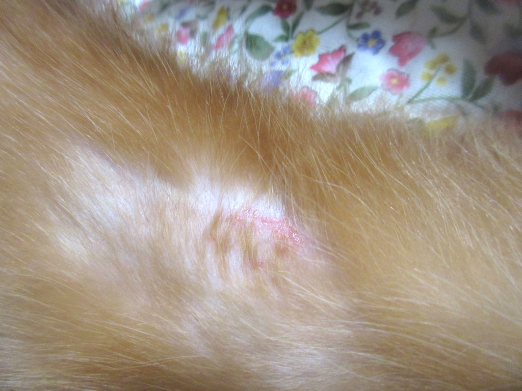 アビのすけの左足の皮膚炎。