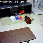 9/1のアビのすけ君。