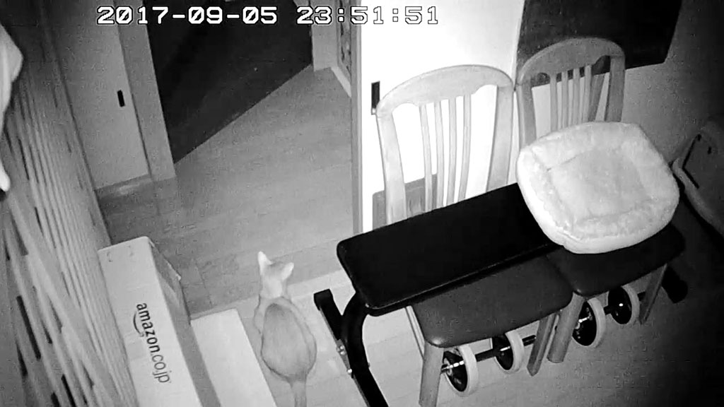 徘徊するアビのすけ。