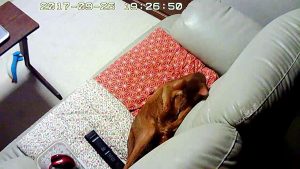 きれい好き？なアビのすけ。