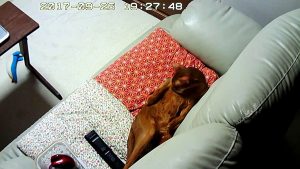 一心不乱のアビのすけ君。