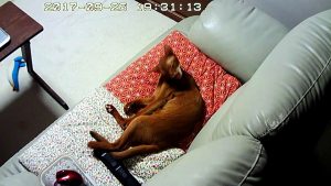 舐め舐めもエキサイト。