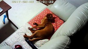 でっかい口のアビのすけ君。