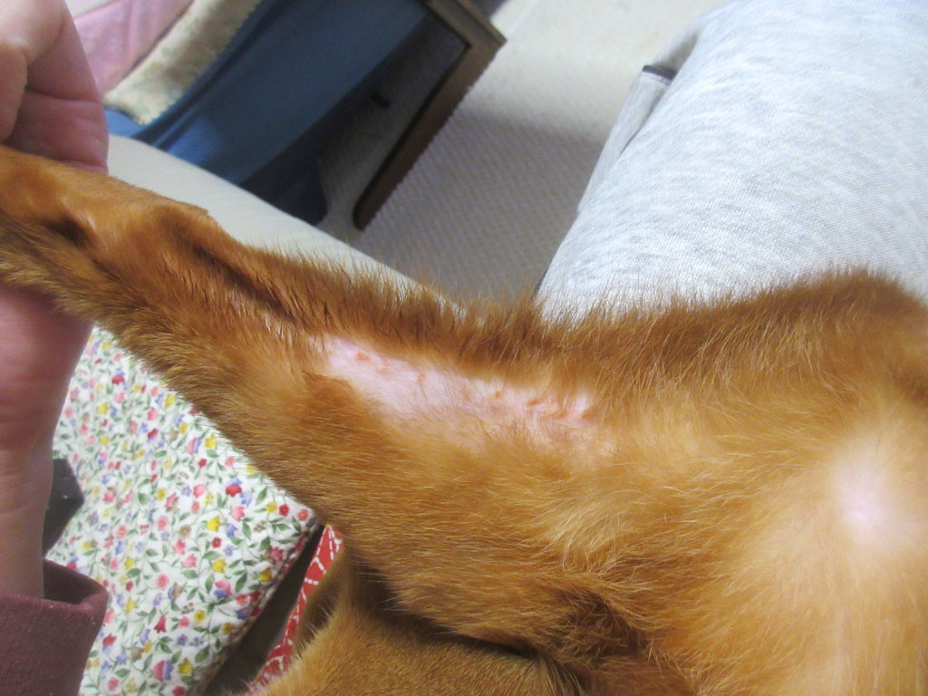 アビのすけの左足の皮膚炎。