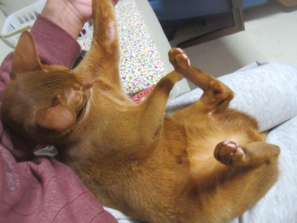 アビのすけの左腕の皮膚炎。