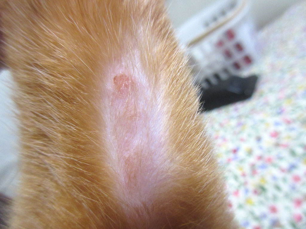 アビのすけの皮膚炎。