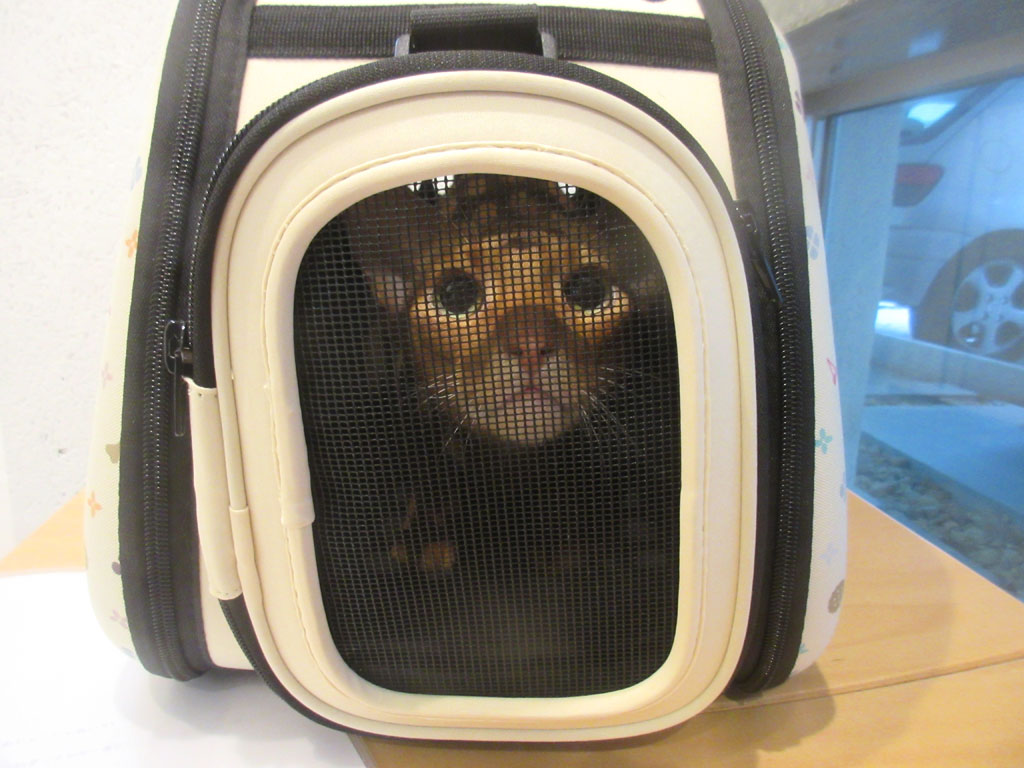 瞳孔でっかいアビのすけ。