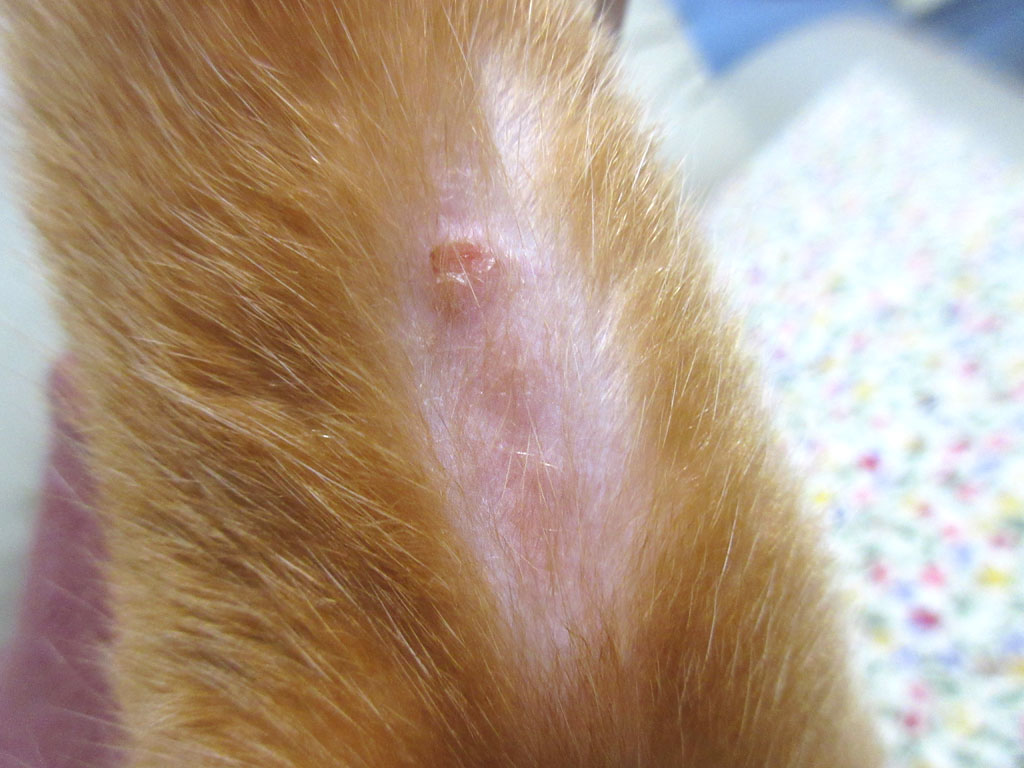 左腕の皮膚炎。