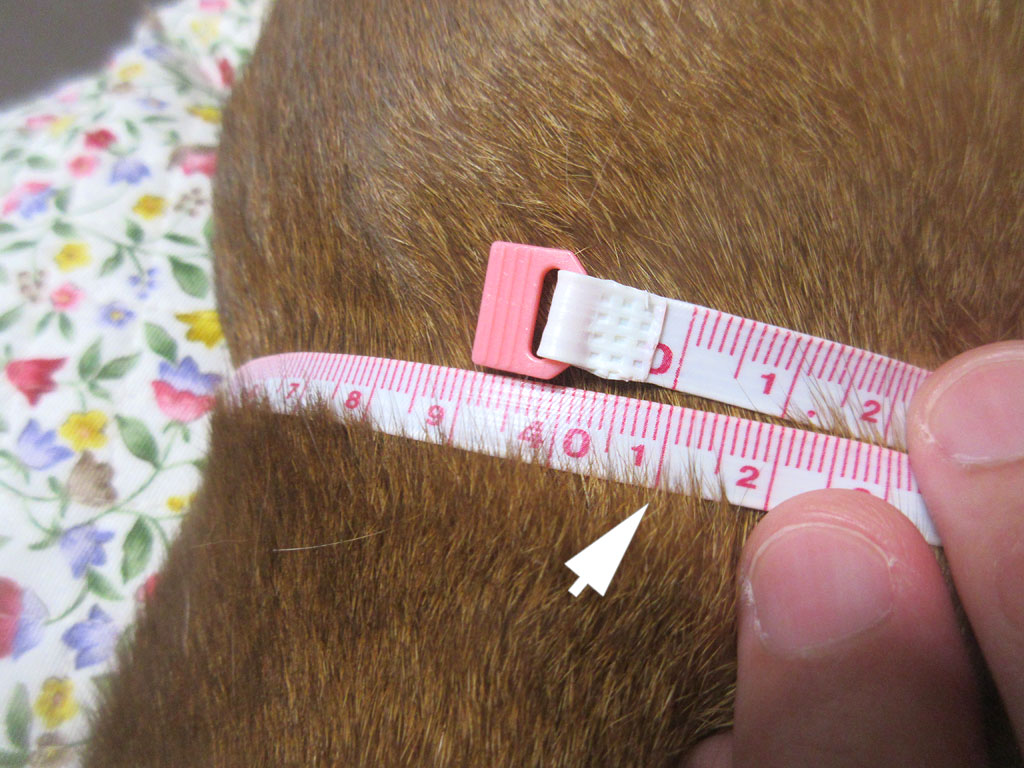 第9肋骨周りは41cm。