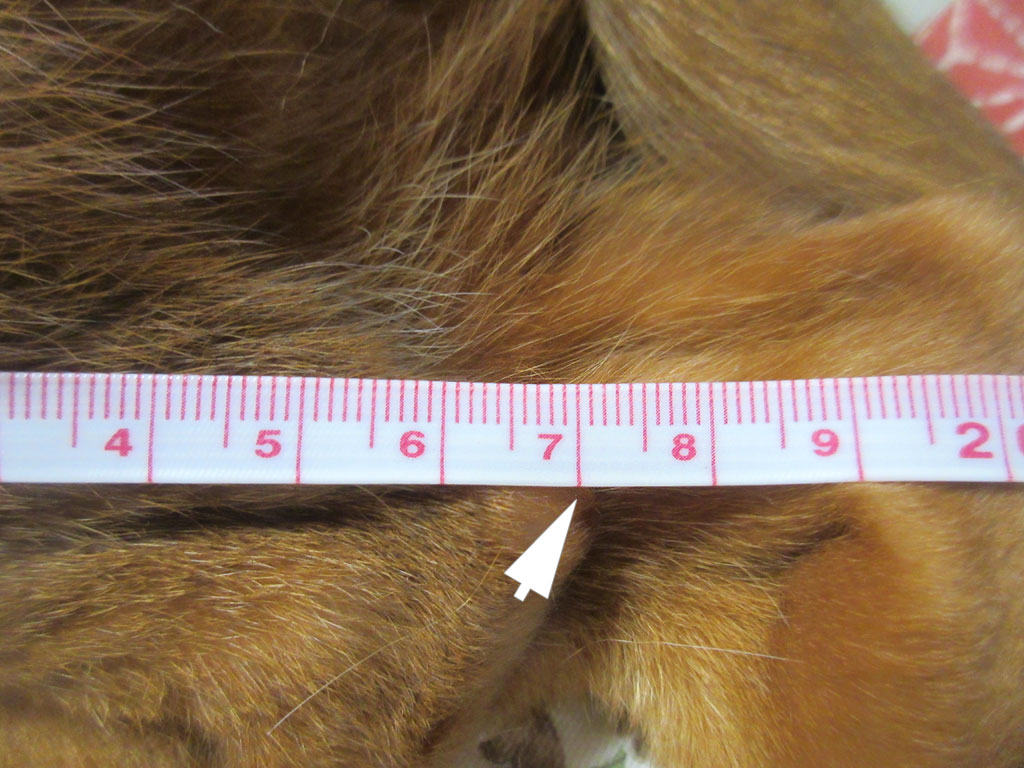 アビのすけの足の長さは17cm。