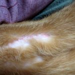 アビのすけの皮膚炎。