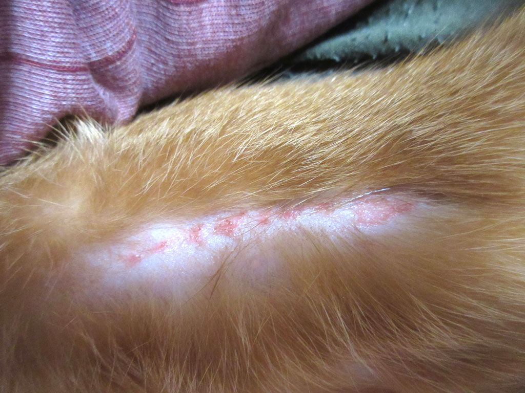 モメタオティック後の状況。