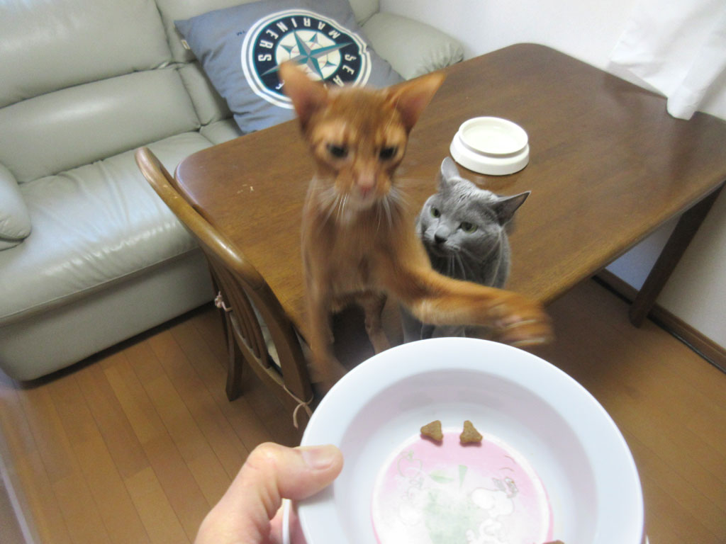 大騒ぎのアビのすけ。