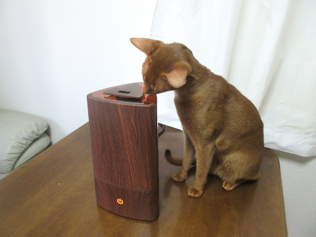 水蒸気を嗅ぐアビのすけ。