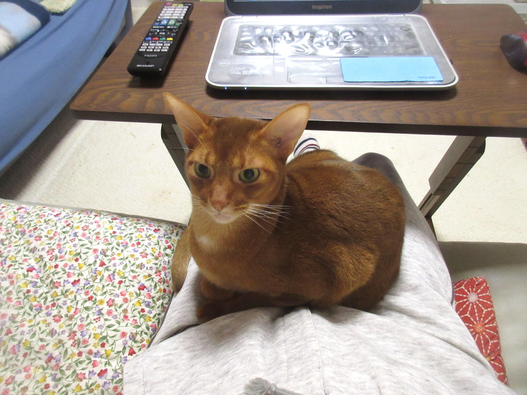 人懐っこいアビのすけ。