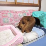 舐め舐めしているアビのすけ。