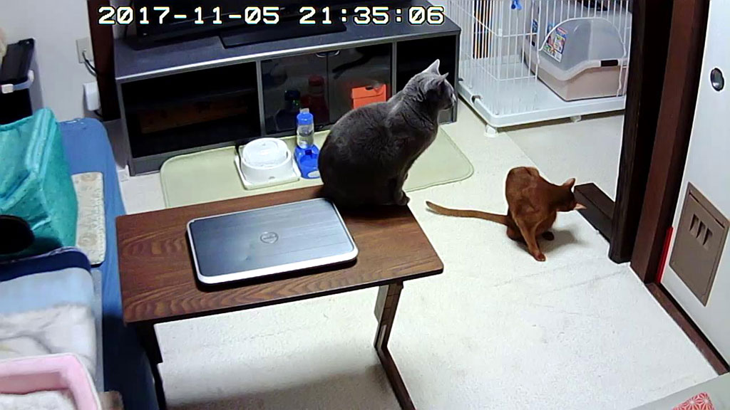 頻繁にペロペロのアビのすけ。