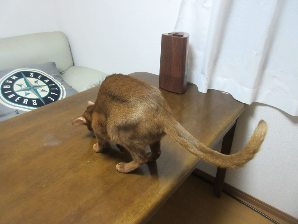 不審な行動のアビのすけ。