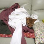 おバカなアビのすけ君。