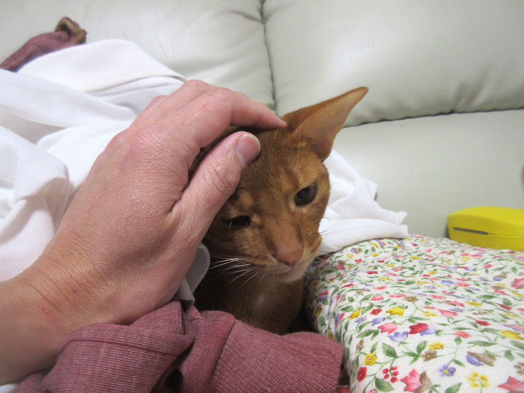 かわいいかわいいアビのすけ。