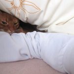 かわいいアビのすけ。