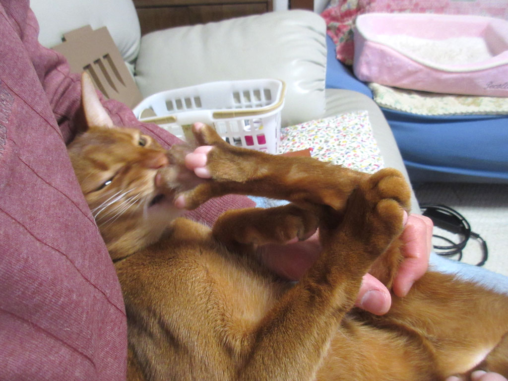 爪を噛み噛みして。